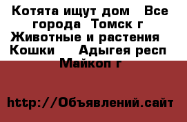 Котята ищут дом - Все города, Томск г. Животные и растения » Кошки   . Адыгея респ.,Майкоп г.